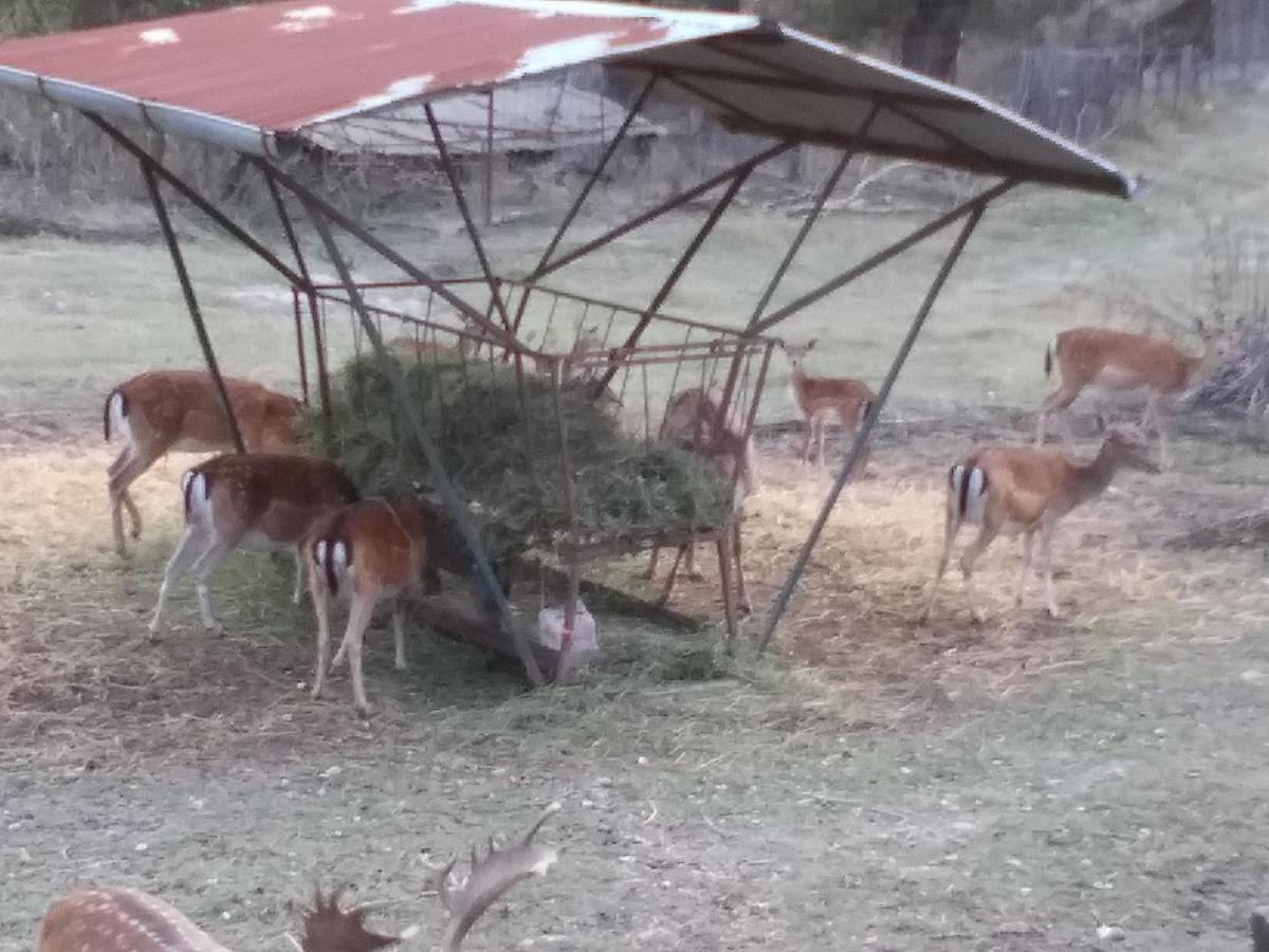B&B La Casa Del Daino Millesimo Dış mekan fotoğraf